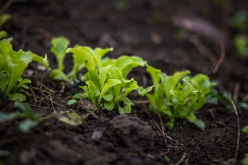 Just growing fresh green salad in the spring time on the black soil