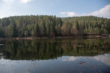 lake in forest