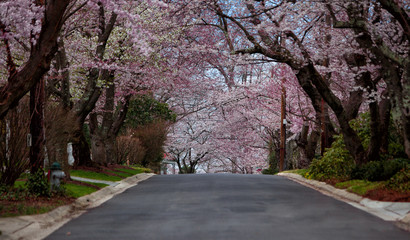 White and Pink Cherry Blossom