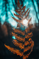 fern on forest background