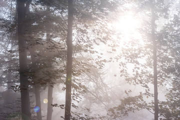 mysterious foggy autumn forest with weak sunlight