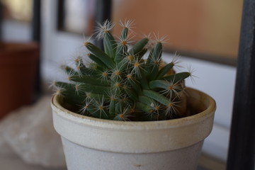 Cactus