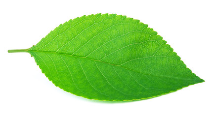Obraz premium Cherry leaf isolated on a white background with clipping path. One of the best isolated cherry leaves that you have seen.