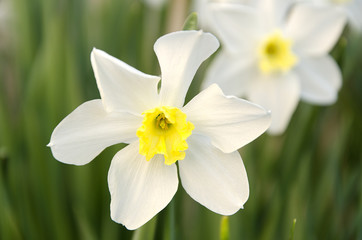 Blooming narcissus in the garden at springtime