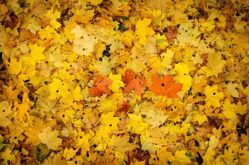 autumn leaves background