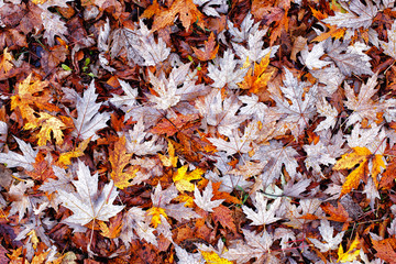 Background of blackened and yellow autumn leaves. © ultrapro
