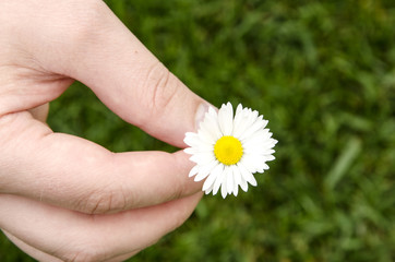 Soft white spring flower in the men's hands on a green grass background