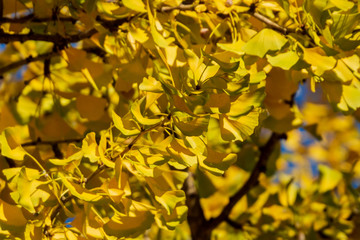 Yellow and gold leaves of Ginkgo biloba tree against the blue sky. Golden foliage like a lush yellow cloud. Elegant nature concept for design