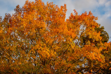 A huge red oak tree Quercus rubra with golden leaves at sunset against a blue sky. Autumn motive for design.