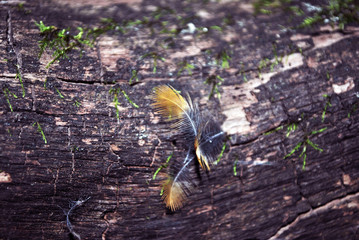 Colorful feathers on tree trunk with green moss, close up detail, horizontal background texture
