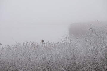 Frozen, foggy winter landscape