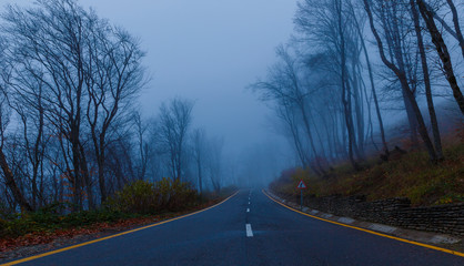 Autumn in the misty forest