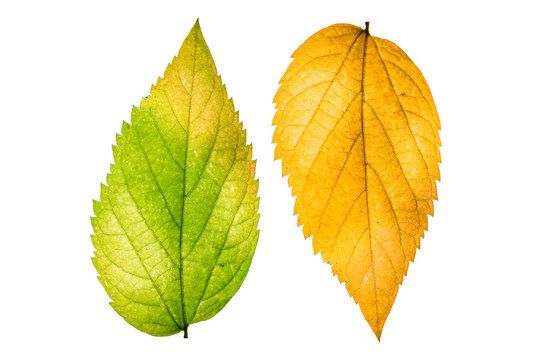 Beautiful colorful autumn leaves isolated on white background