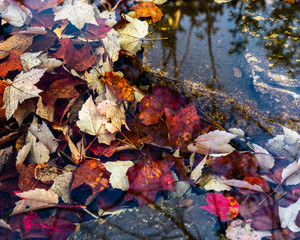 Pile of leaves under crystal clear water