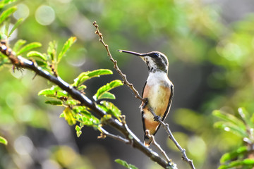 Calliphlox amethystina