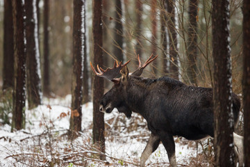 Mammal - bull moose (Alces)