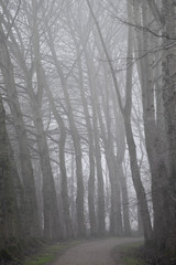 Fototapeta na wymiar Frozen, foggy winter landscape