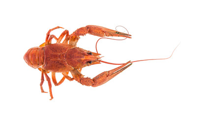 red cancer isolated on white background