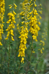 Obraz premium Flowering Genista tinctoria