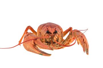 red cancer isolated on white background