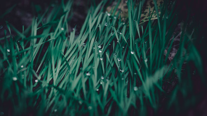 Fototapeta na wymiar turquoise grass with dew drops