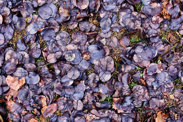 Background of blackened and yellow autumn leaves.