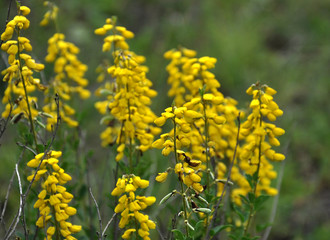 Flowering Genista tinctoria