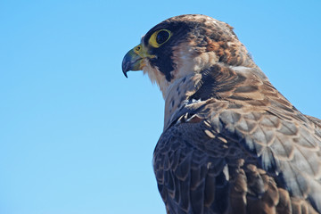 Barbary Falcon (Falco pelegrinoides)