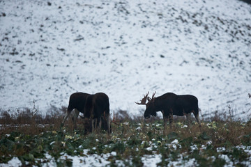Mammal - bull moose (Alces)