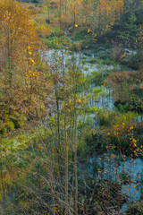 Autumn scenery. Beautiful gold fall in forest.