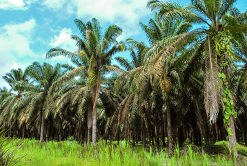 Plantación con cultivo de palma africana