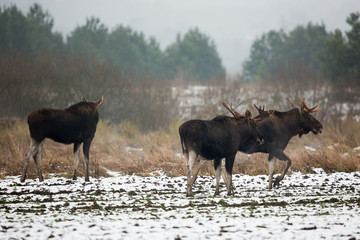 Mammal - bull moose (Alces)