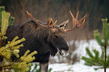 Mammal - bull moose (Alces)