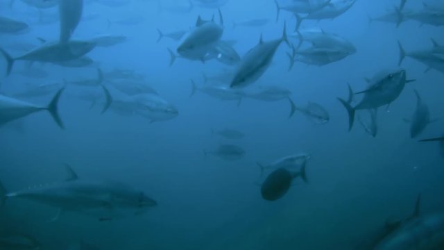Schwarm von Blauflossen-Thunfischen in einer traditionellen Tonnara vor Sardinien