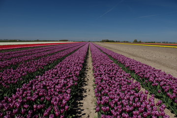 Fototapeta premium Colorful tulip fields in the Netherlands