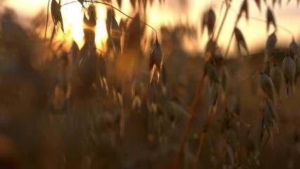 Golden oats ears grow closeup isolated in sunrise lights. Scenic environment and harvesting summer country concert. The cultivated area organic eco oatmeal, rye and barley, no people, natural beauty