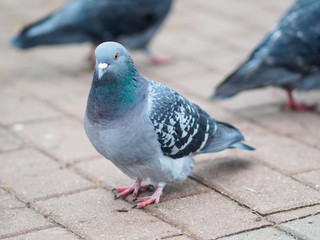 Closeup view of rock dove in city