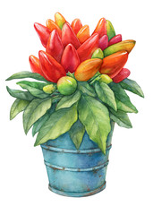 Hot chili pepper (Capsicum annuum plant) with red fruit in blue metallic flower pot. Watercolor hand drawn painting illustration isolated on a white background.