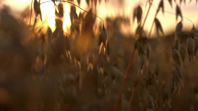 Golden Oats Ears Grow Closeup Isolated In Sunrise Lights. Scenic Environment And Harvesting Summer Country Concert. The Cultivated Area Organic Eco Oatmeal, Rye And Barley, No People, Natural Beauty