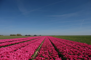 Colorful tulip fields in the Netherlands