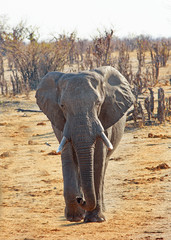 Portrait view of a wild African Elephant walking forwards towards camera, Hwnage National Park,...
