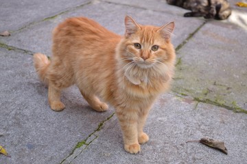 Fototapeta premium gatita