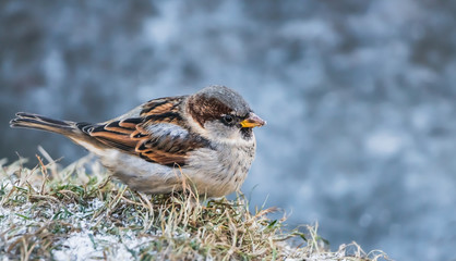 A fun gray and brown sparrow sits on a yellow grass with snow in the park in autumn