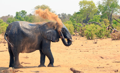 African Elephant spraying orange dust over itself to keep cool, against a natural bush background. Hwange National Park, Zimbabwe