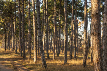 Fototapeta na wymiar Picture for calendar pine forest. Trunks of trees in the autumn pine forest. Autumn forest landscape for postcard poster, calendar. The trunks of fir trees in the sunset light of the sun