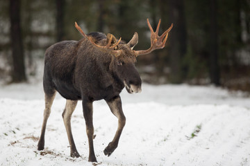 Mammal - bull moose (Alces)