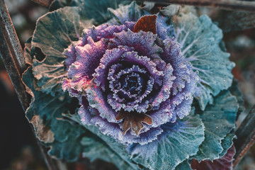 cabbage
