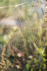 Spider's Web Closeup