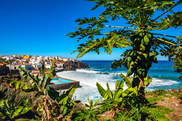 On the cliffs I found this wild papaya - Las Aguas, San Juan de la Rambla. 