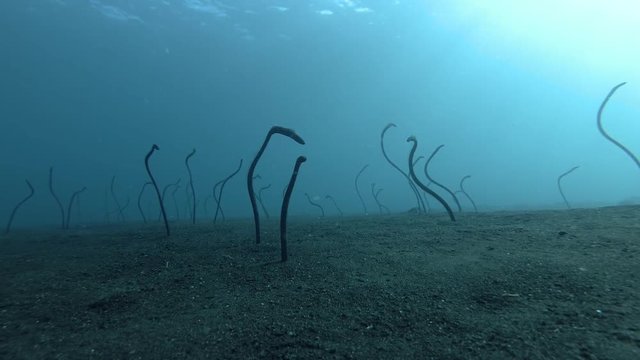 Garden Eels feeding from holes on the black volcanic sand. Whitespotted Garden Eels - Gorgasia maculata, Bali, Oceania, Indonesia